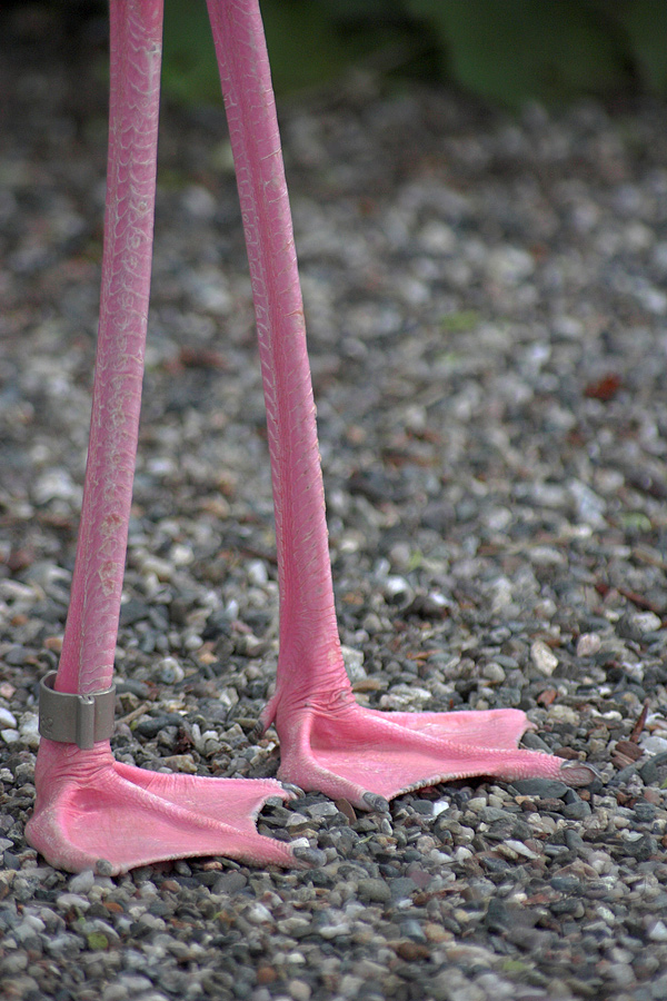 Pink Feet (2006)