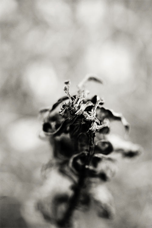 Eine abstrakte Aufnahme einer toten Pflanze